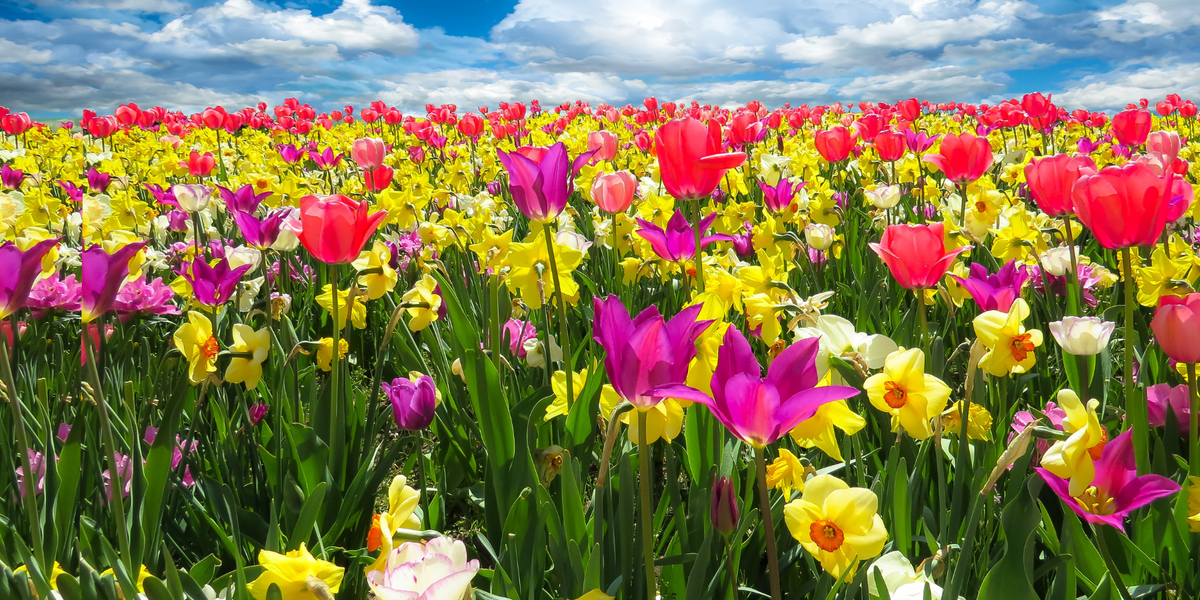 Spring And All Collection Spring-Homestead Collection – Page 3 – Lay it Flat Publishing Group