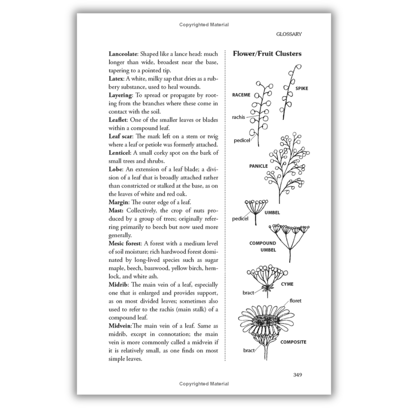 The Forager's Harvest: A Guide to Identifying, Harvesting, and Preparing Edible Wild Plants (Spiral Bound)