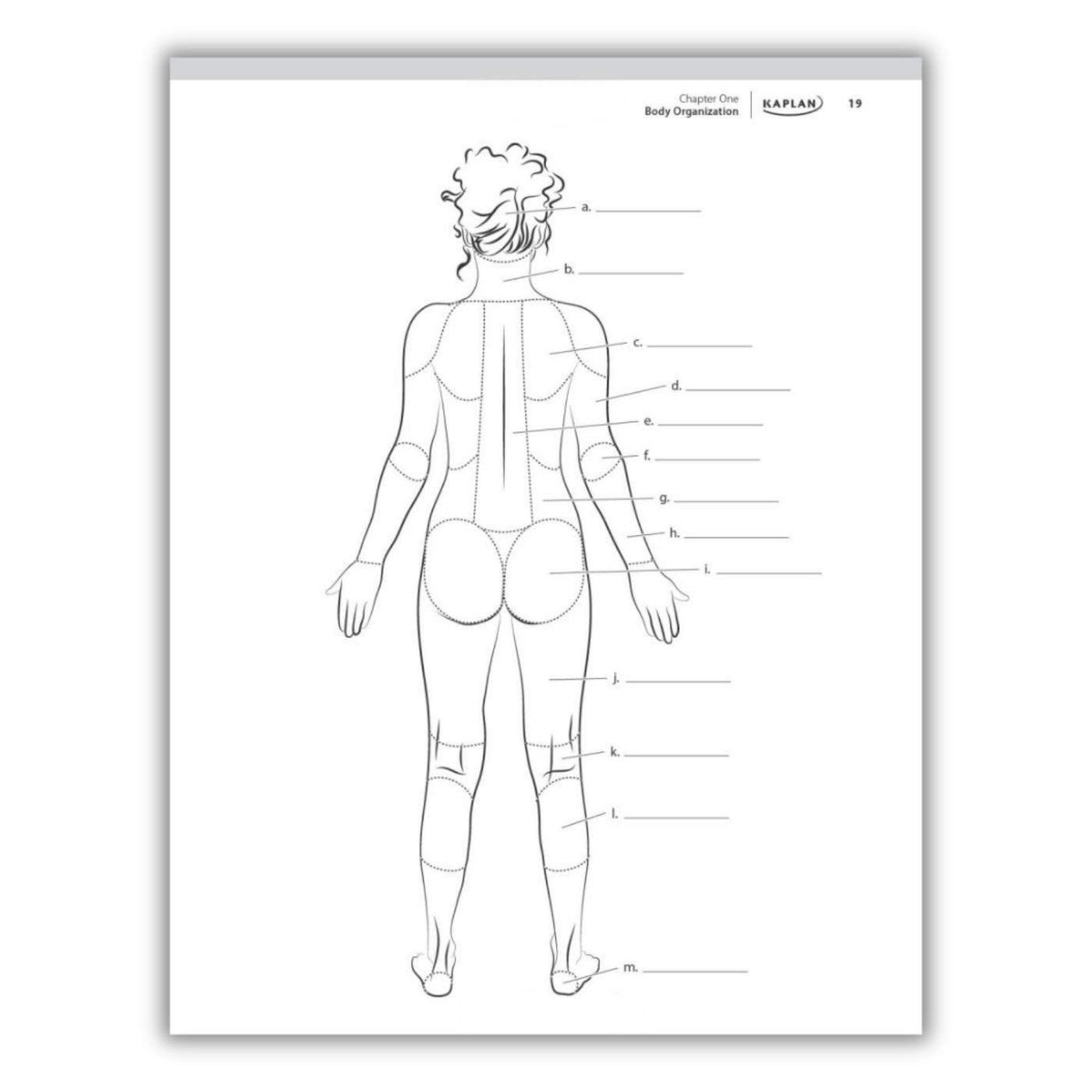 inside page of anatomy coloring book