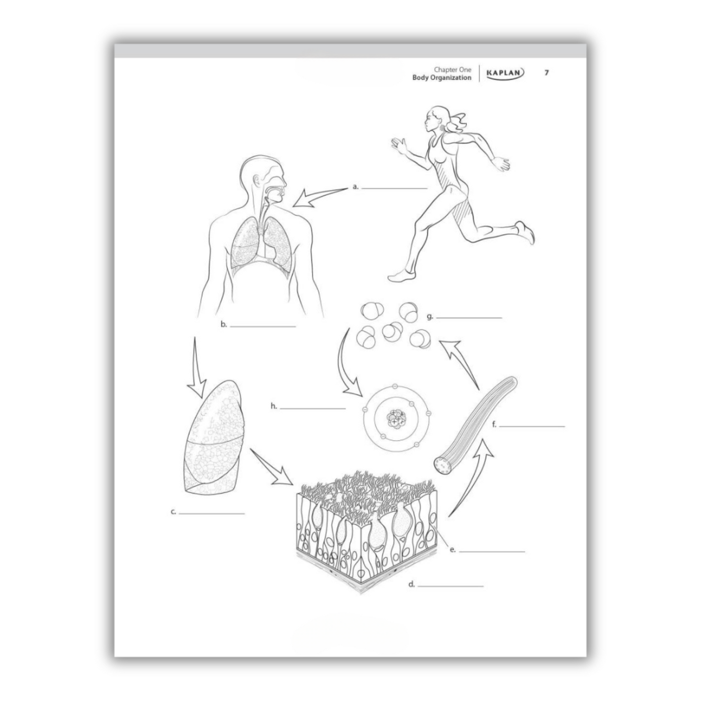 inside page of anatomy coloring book