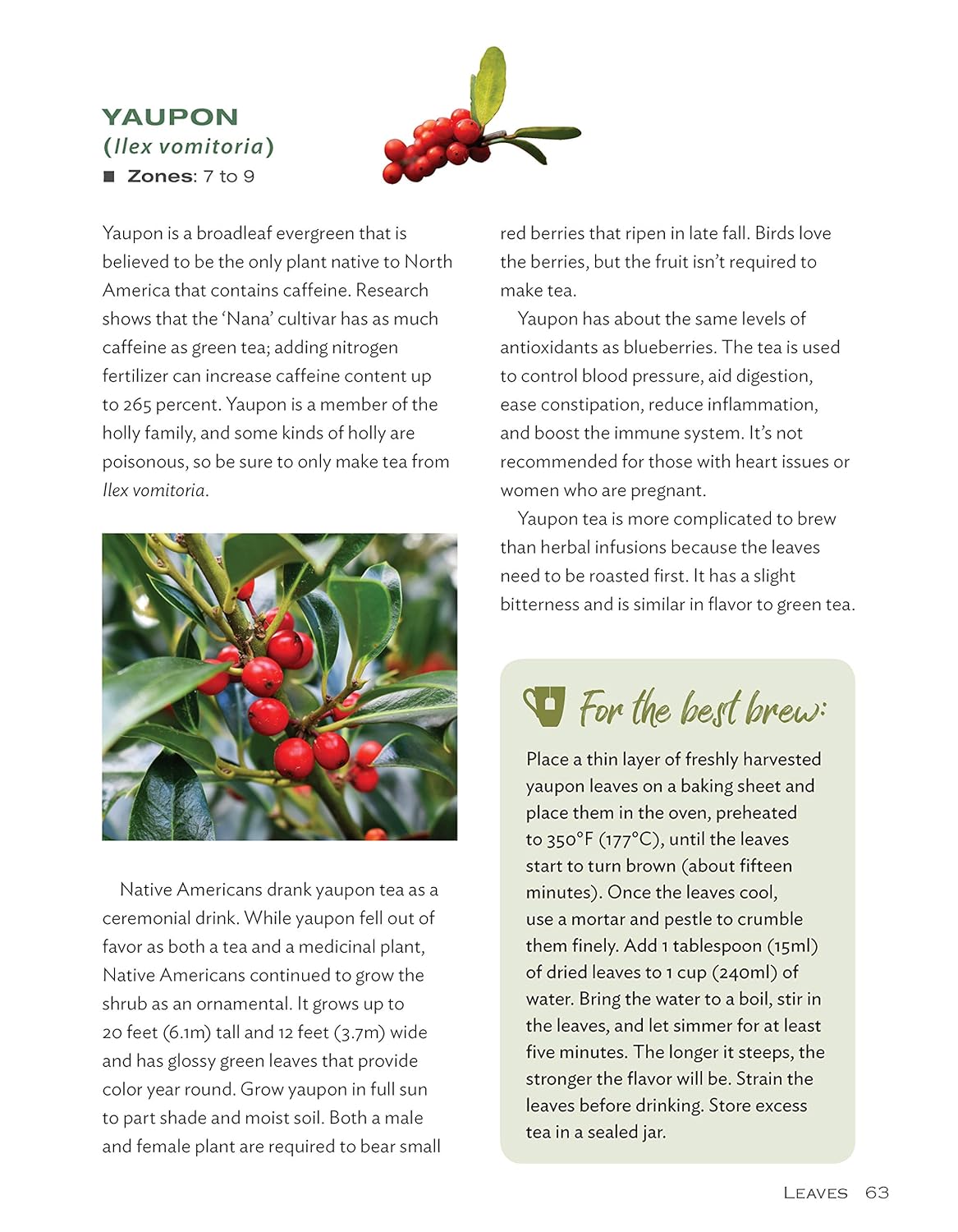 Yaupon (Ilex Vomitoria)