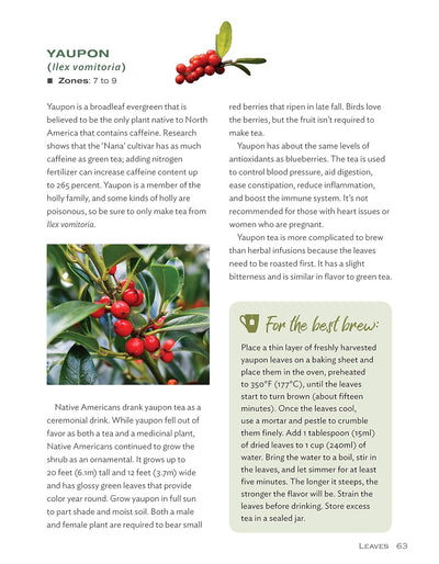 Yaupon (Ilex Vomitoria)
