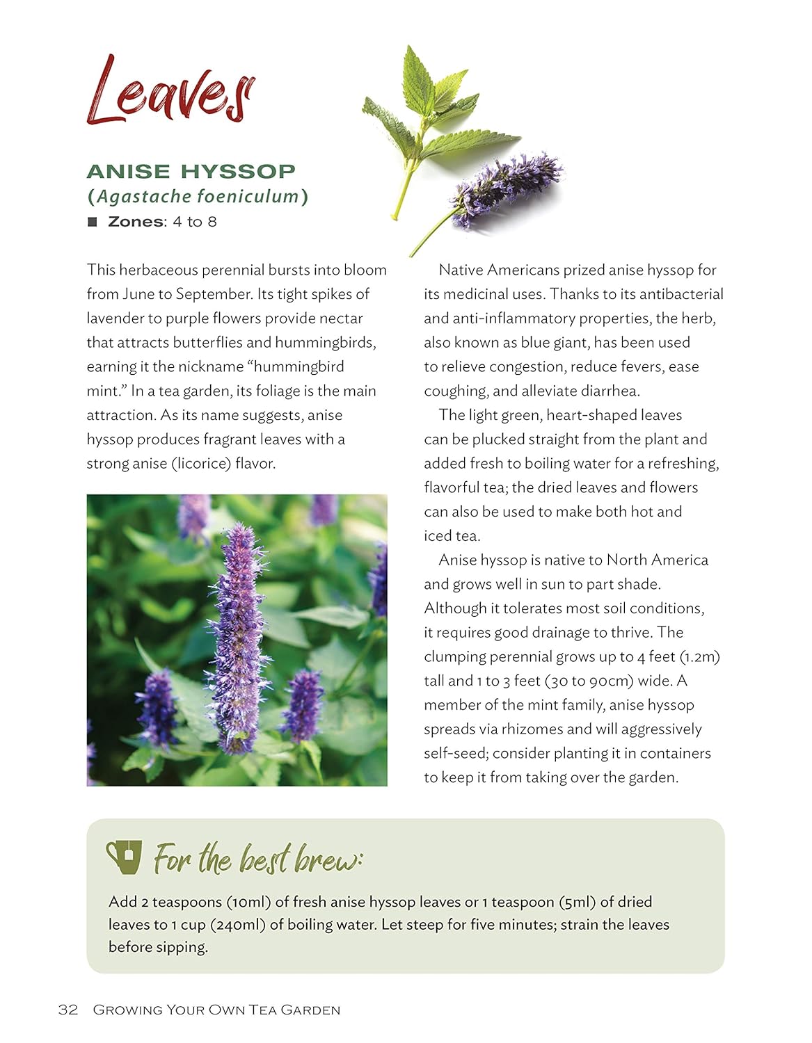 Anise Hyssop (Agastache Foeniculum)