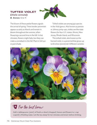 Tufted Violet (Viola Cornuta)