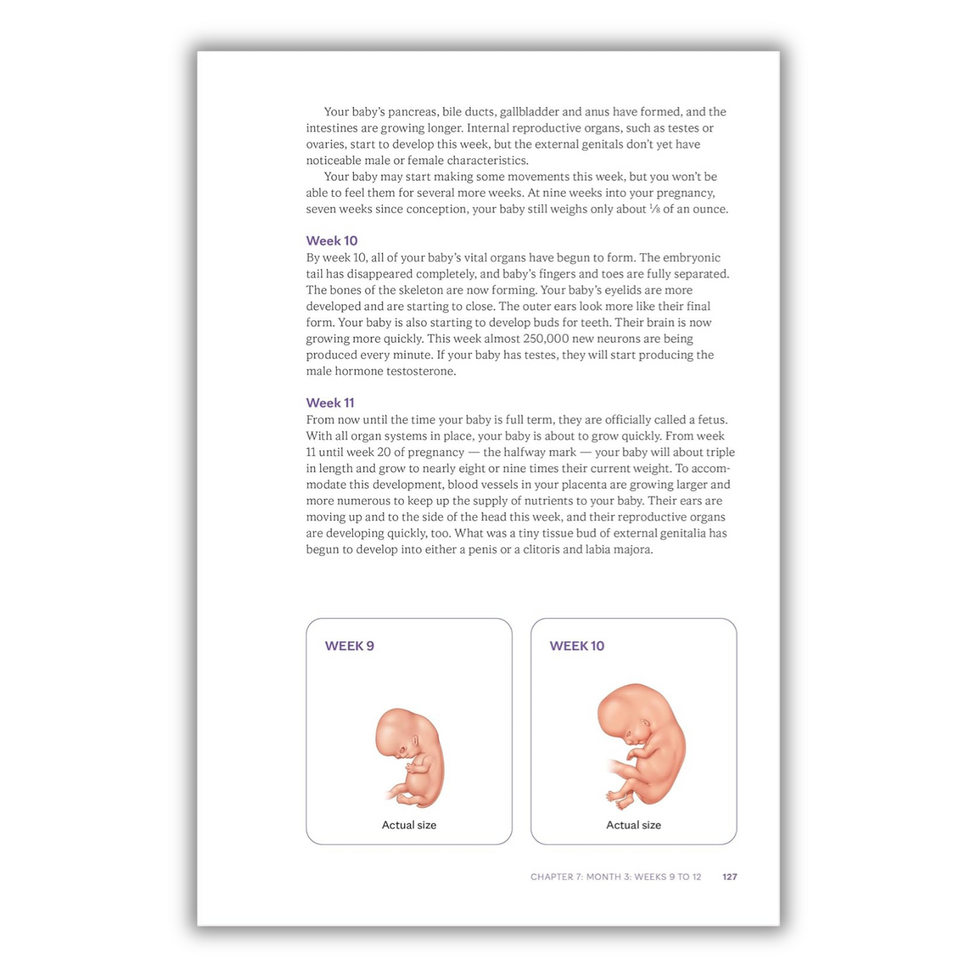 Page 127: Week 10 to Week 11 of the Fetus Inside the Womb