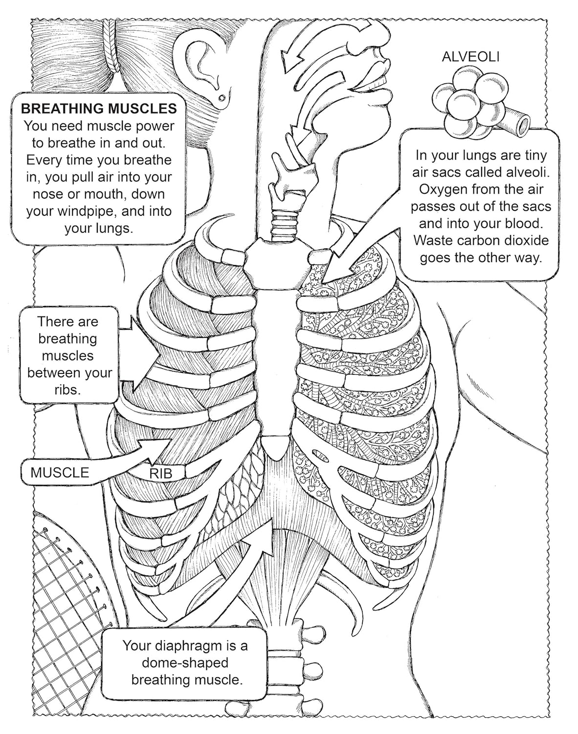 Breathing Muscles