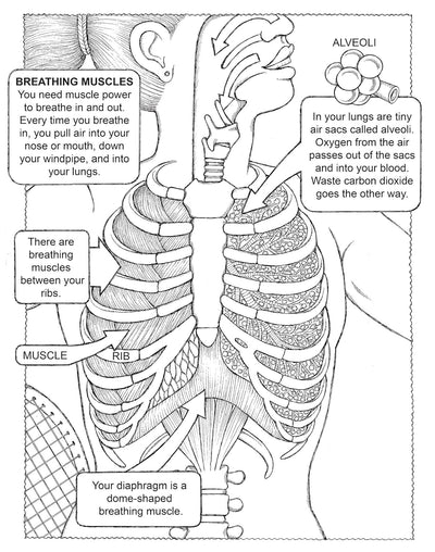 Breathing Muscles