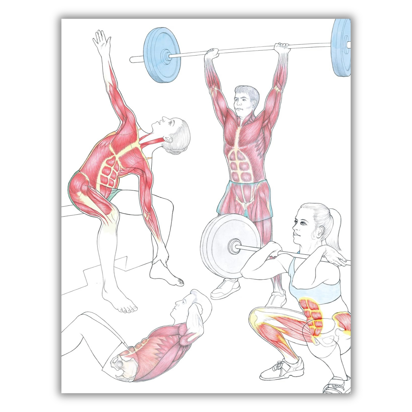 Vanity Muscle New Anatomy for Strength & Fitness Training: An Illustrated Guide to Y ...
