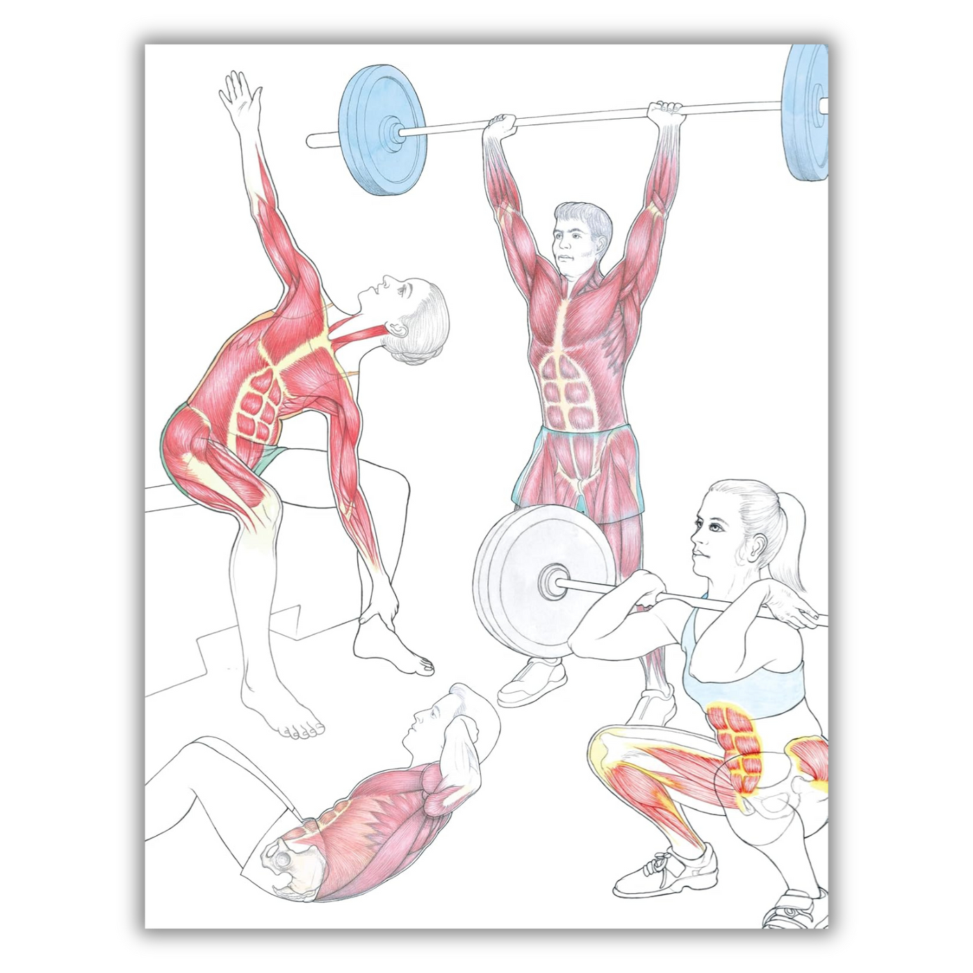 Inside page of New Anatomy for Strength & Fitness Training