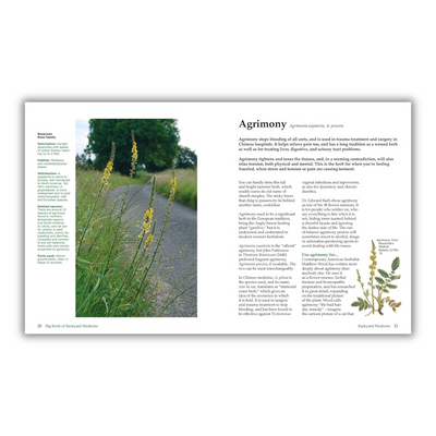 Pages 20 to 21: Agrimony