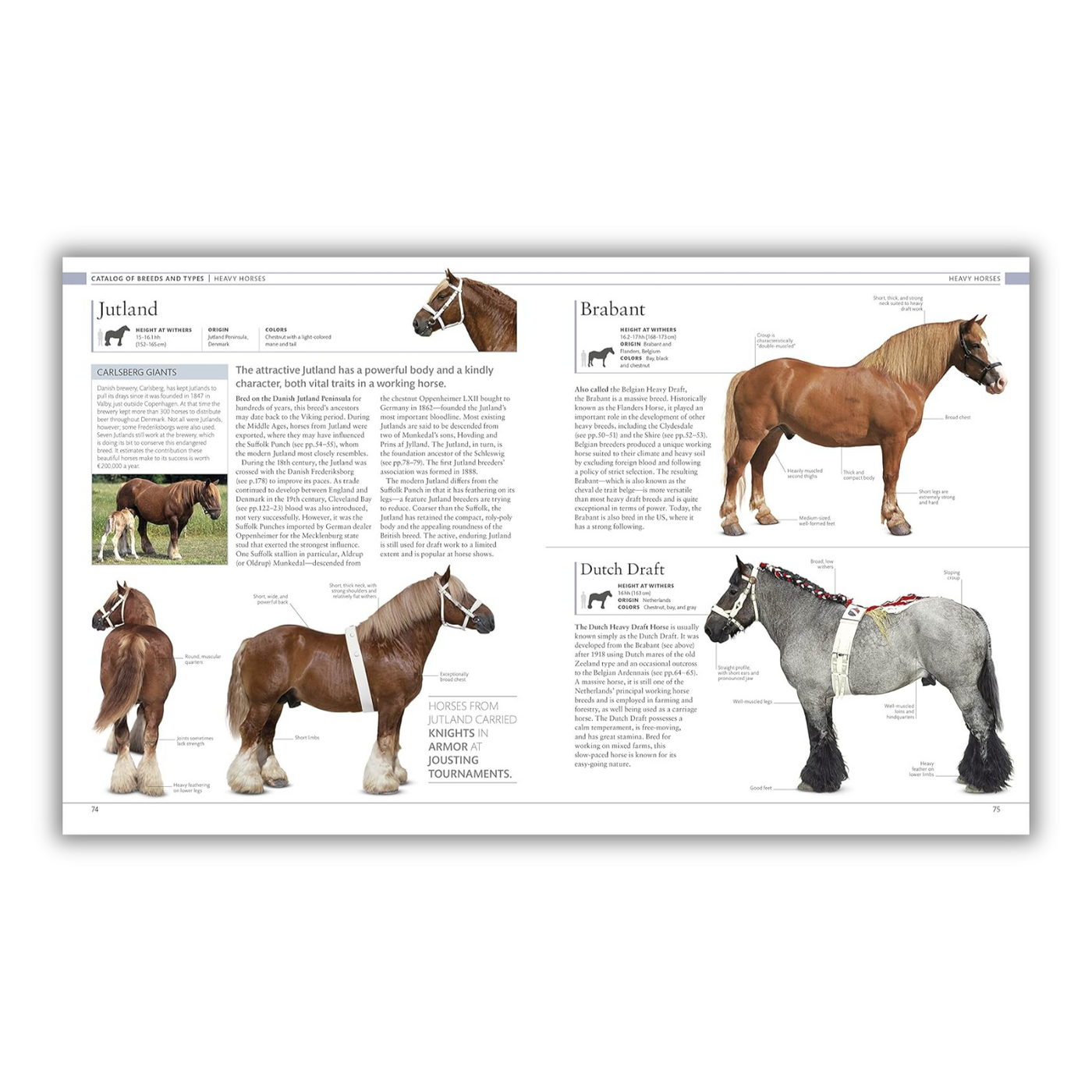 inside page of The Horse Encyclopedia 