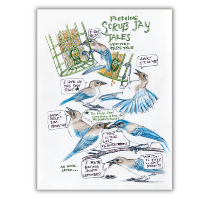 fledgling scrub jay tales