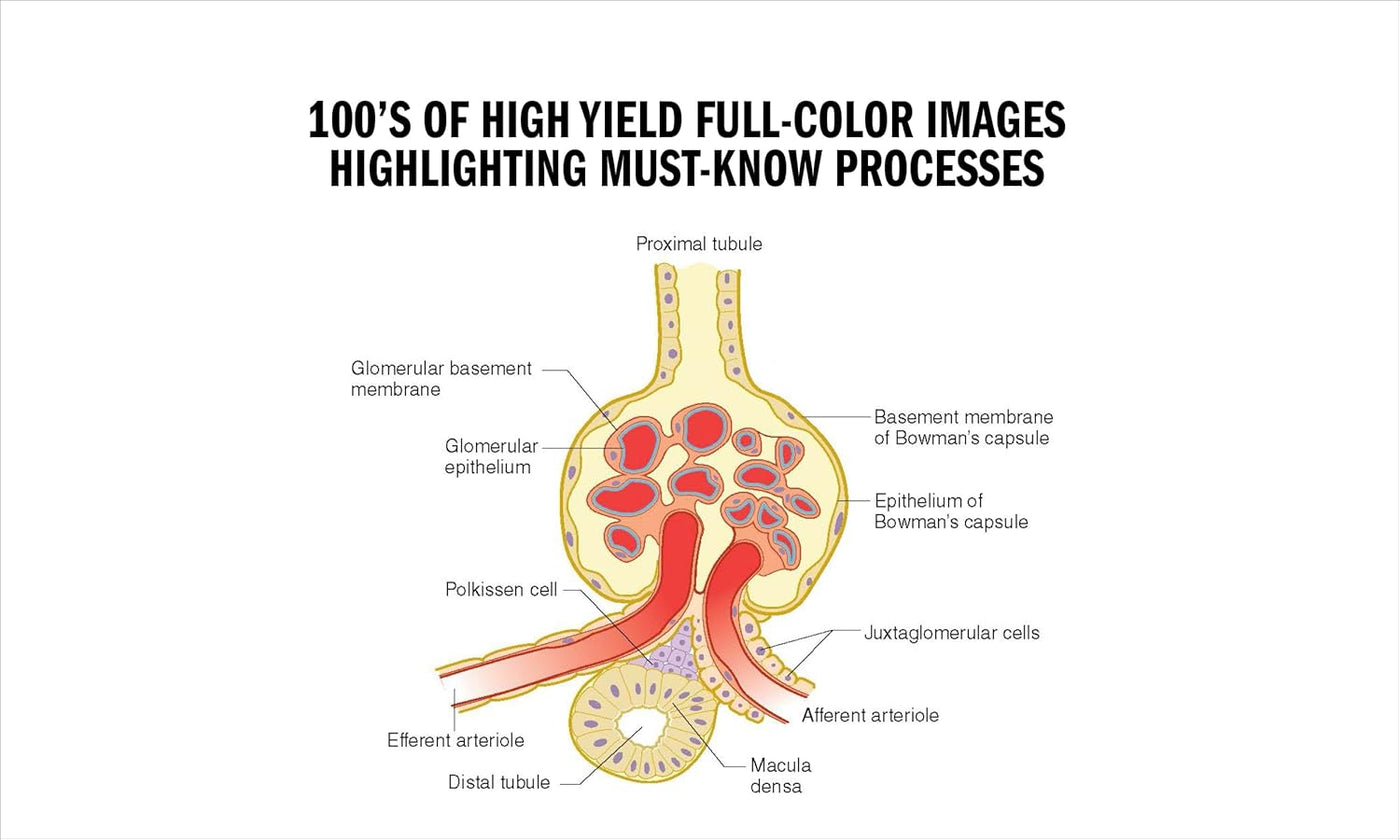 Full color images (Example is a photo showing the parts of a kidney) 